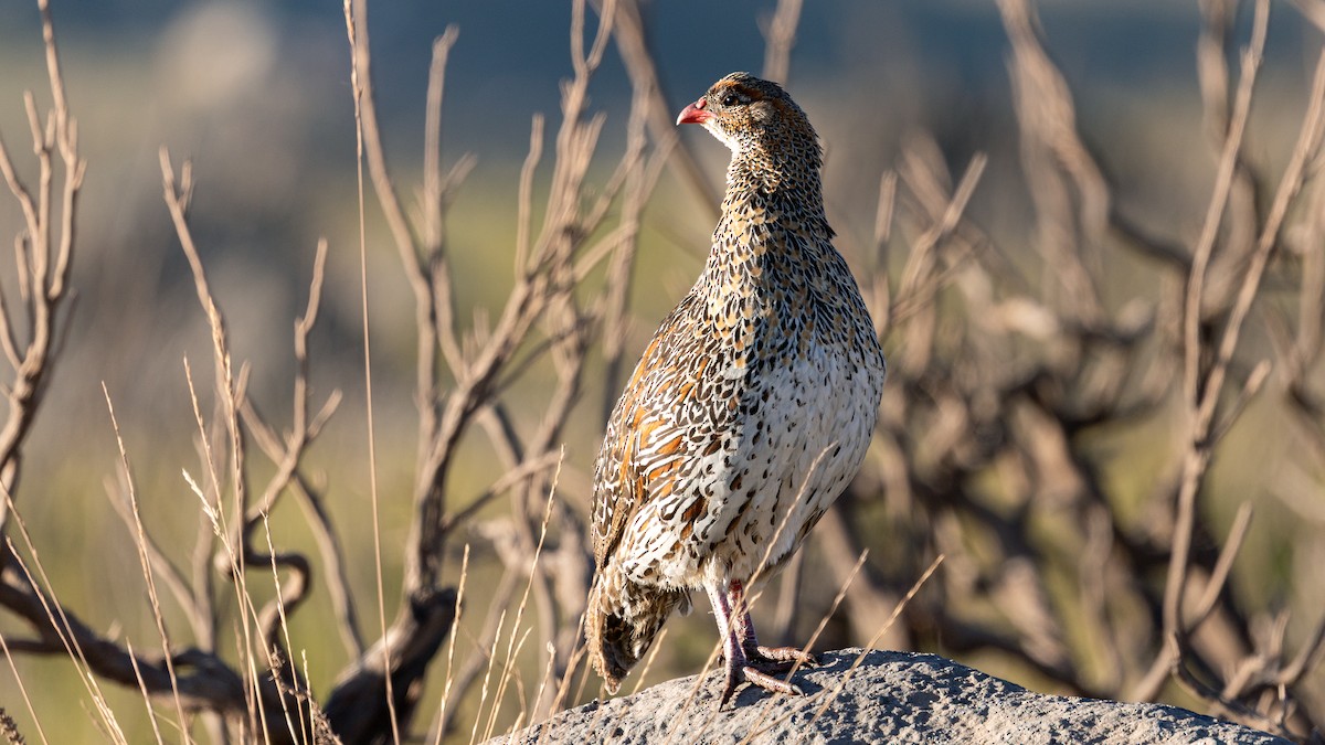 Chestnut-naped Spurfowl - ML648996115