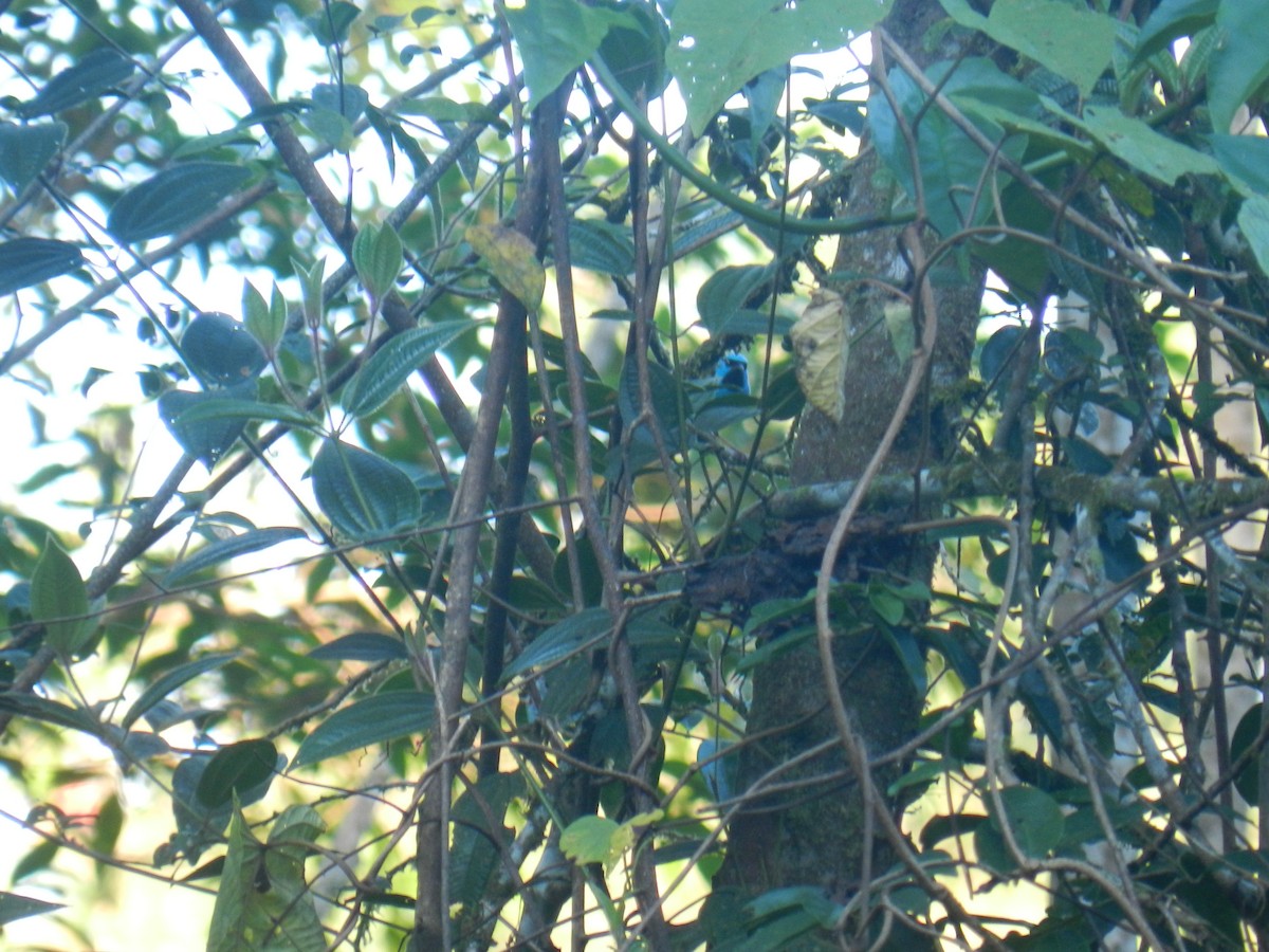 Blue Dacnis - ML648996168