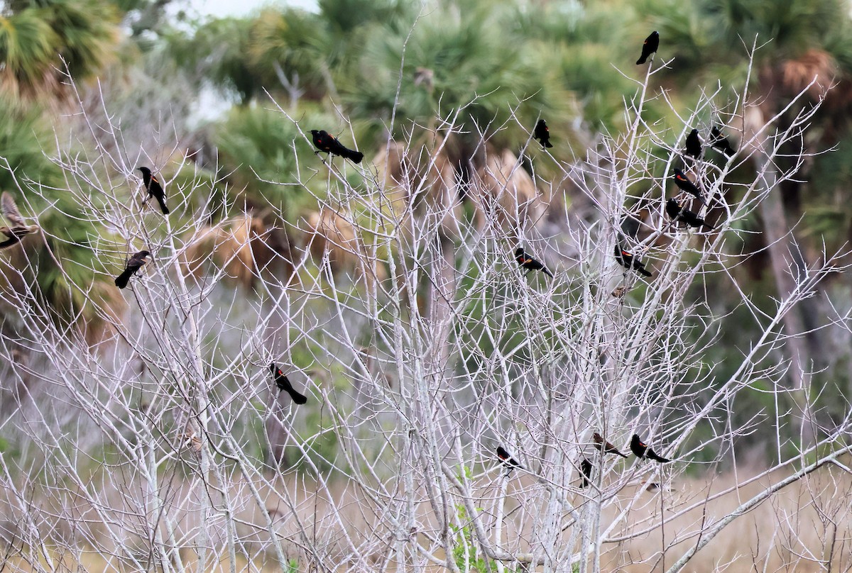 Red-winged Blackbird - ML648996183