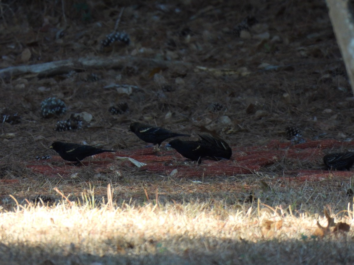 Red-winged Blackbird (Red-winged) - ML648996200