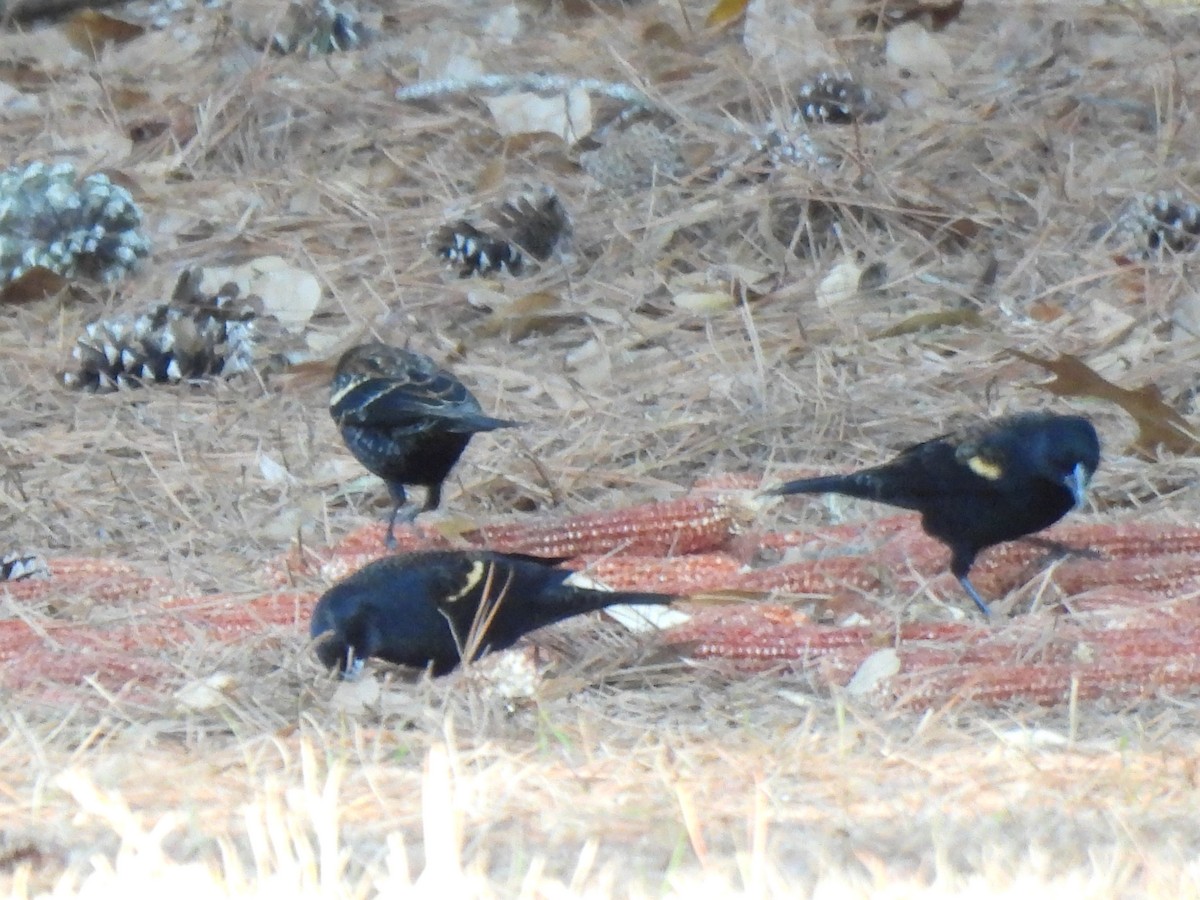 Red-winged Blackbird (Red-winged) - ML648996201