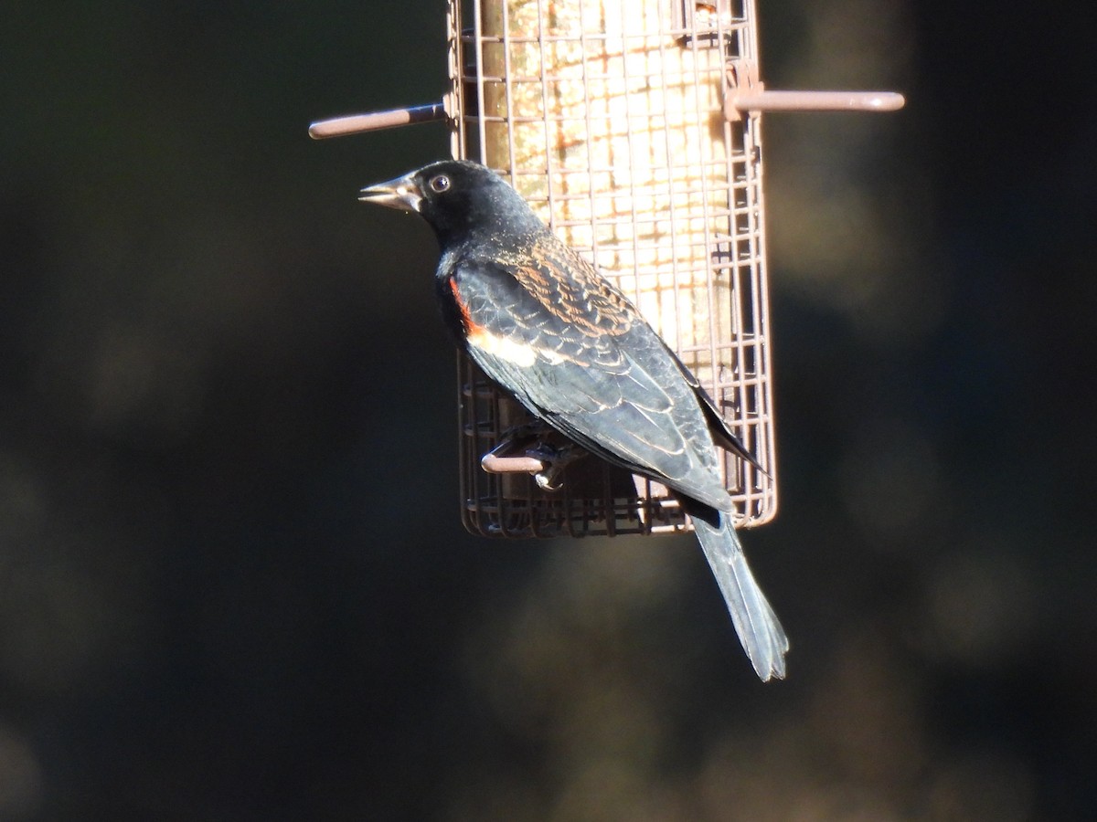 Red-winged Blackbird (Red-winged) - ML648996202