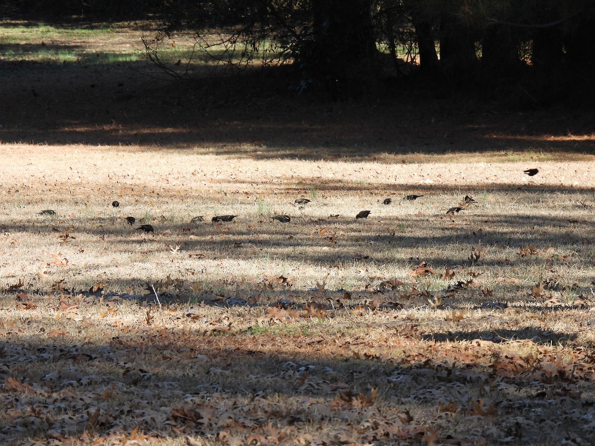 Red-winged Blackbird (Red-winged) - ML648996203