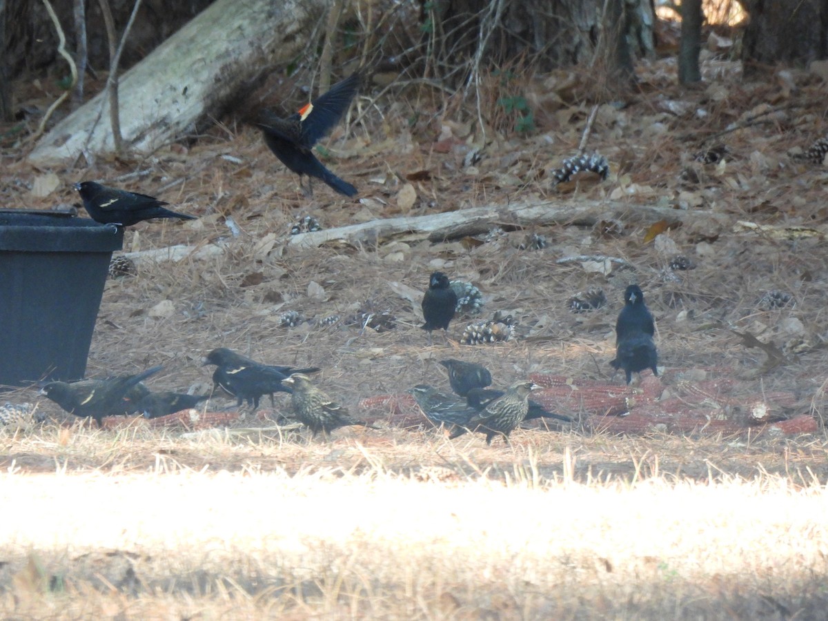 Red-winged Blackbird (Red-winged) - ML648996204