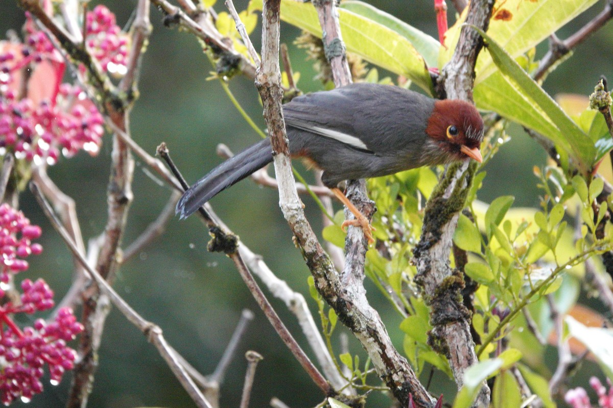 Kastanienkappenhäherling - ML648996290