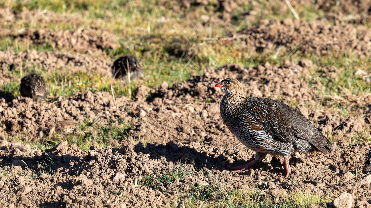 Chestnut-naped Spurfowl - ML648996299