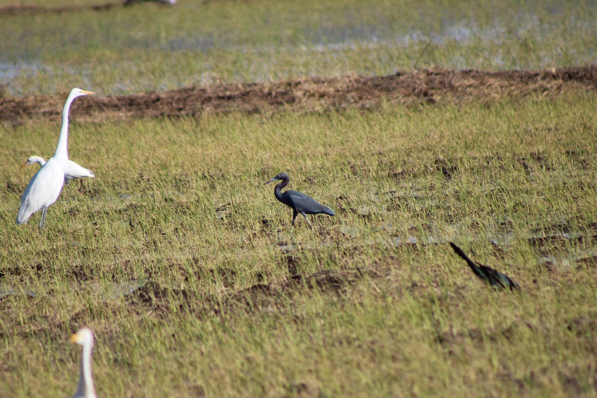 לבנית כחולה קטנה - ML648996436