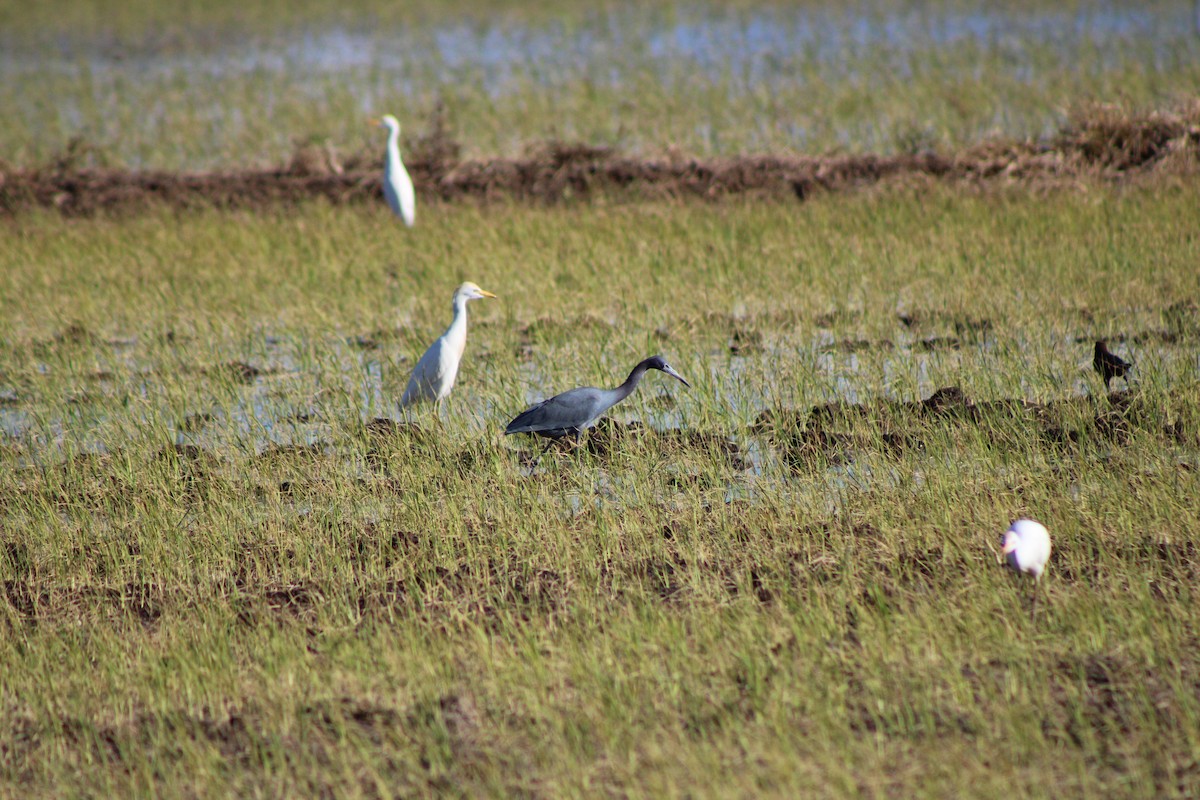 לבנית כחולה קטנה - ML648996440