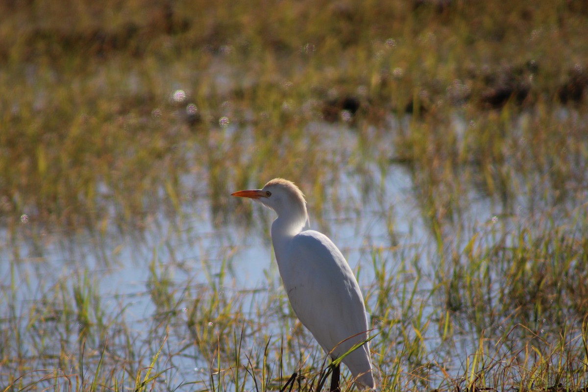 אנפית בקר מערבית - ML648996443