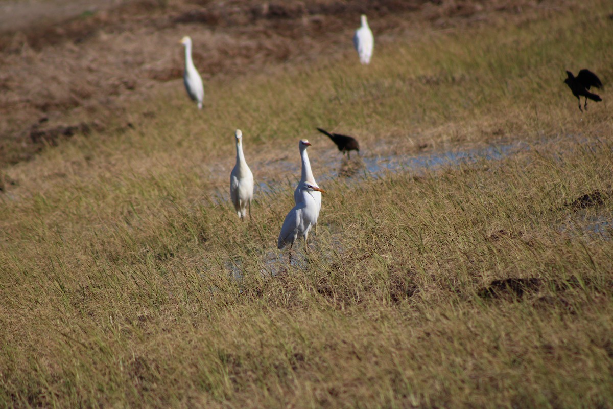 אנפית בקר מערבית - ML648996444