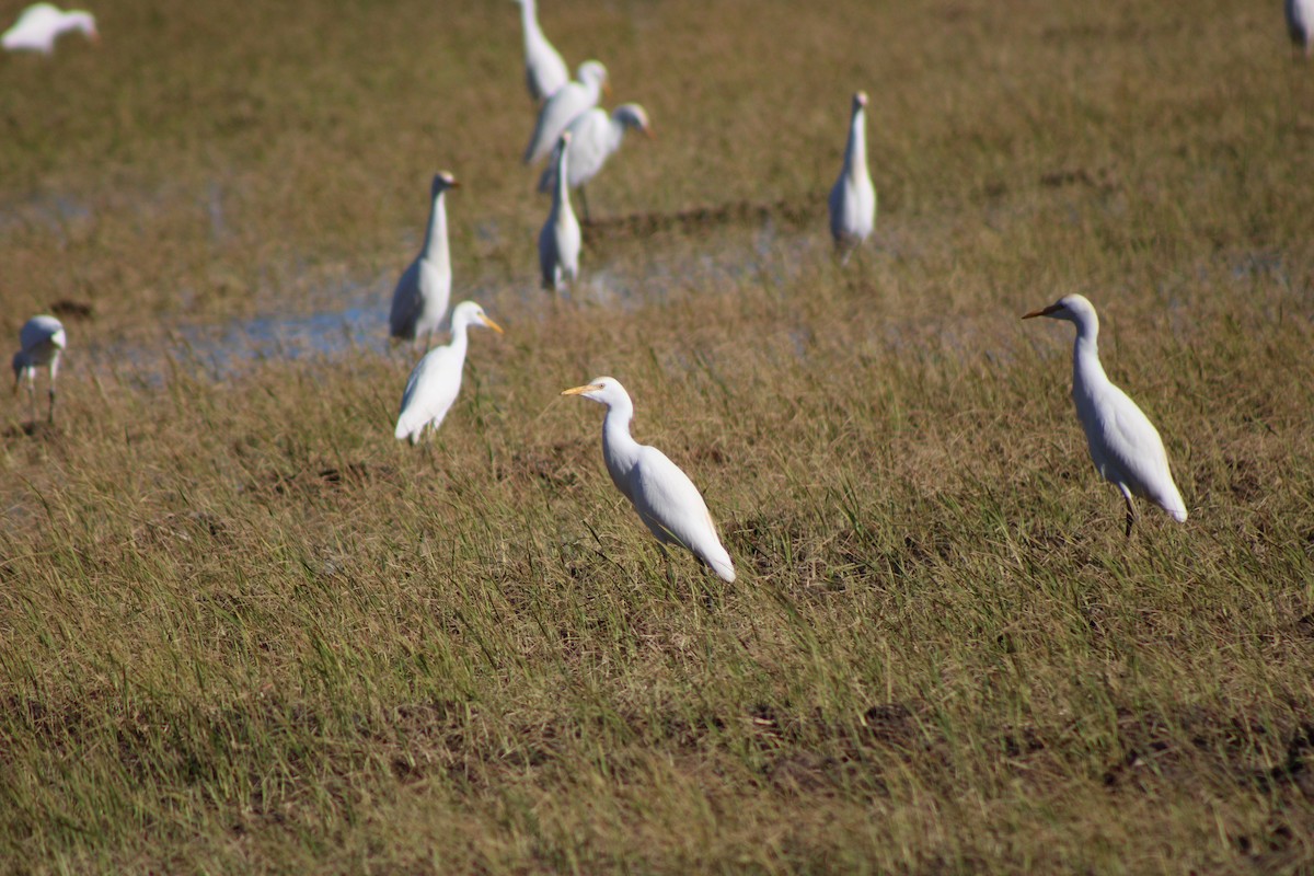 אנפית בקר מערבית - ML648996445