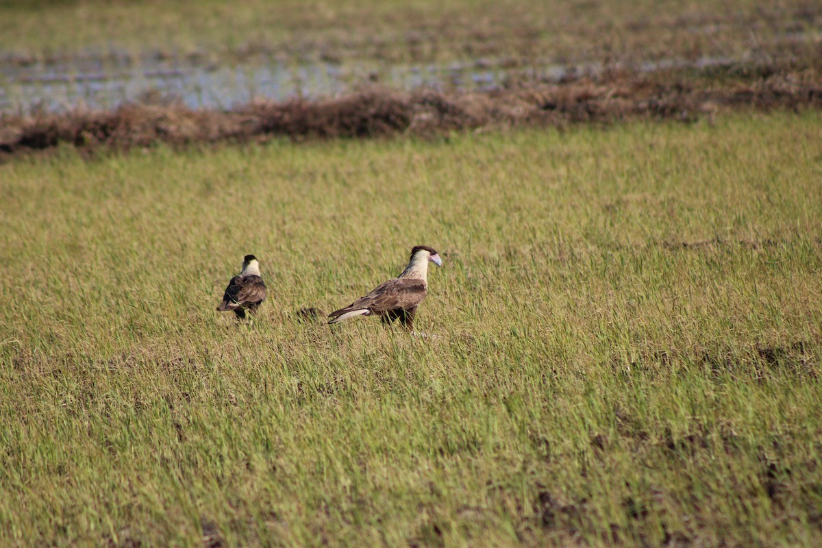 Crested Caracara - ML648996450