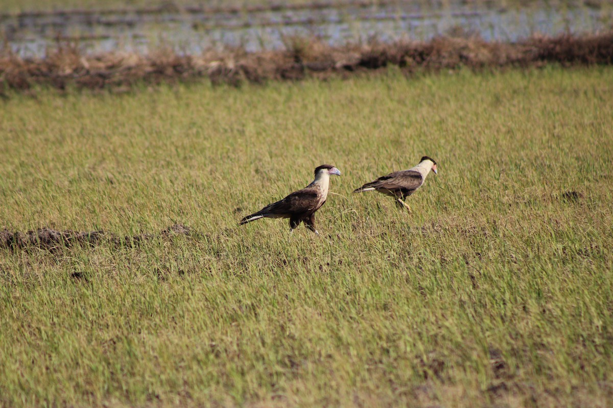 Crested Caracara - ML648996451
