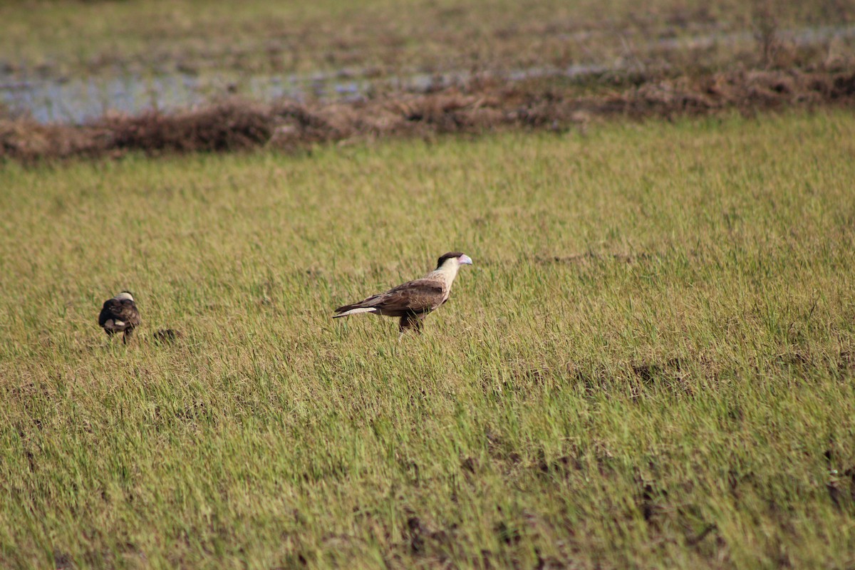 Crested Caracara - ML648996452