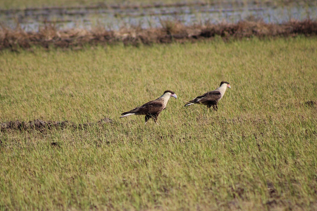 Crested Caracara - ML648996453
