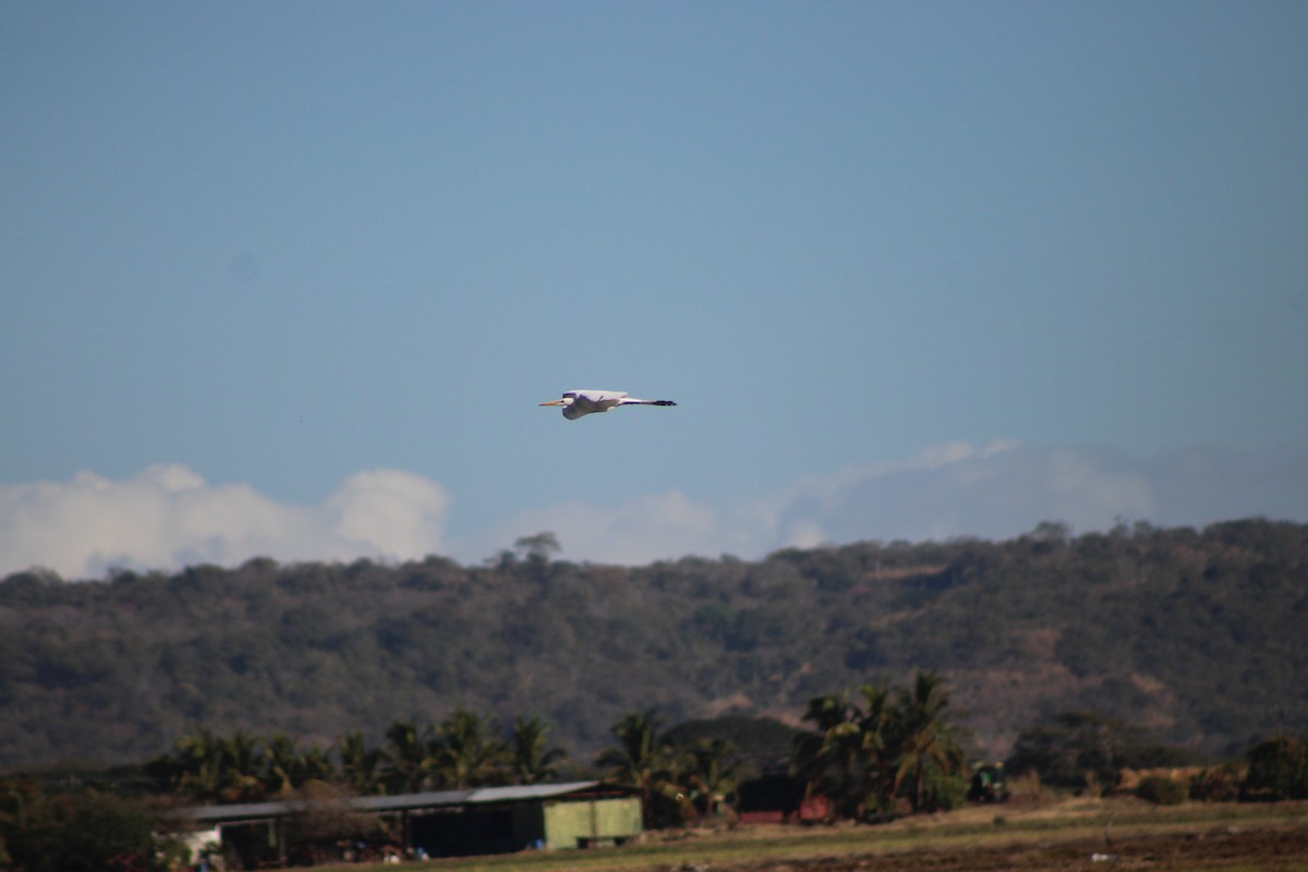 לבנית גדולה - ML648996460