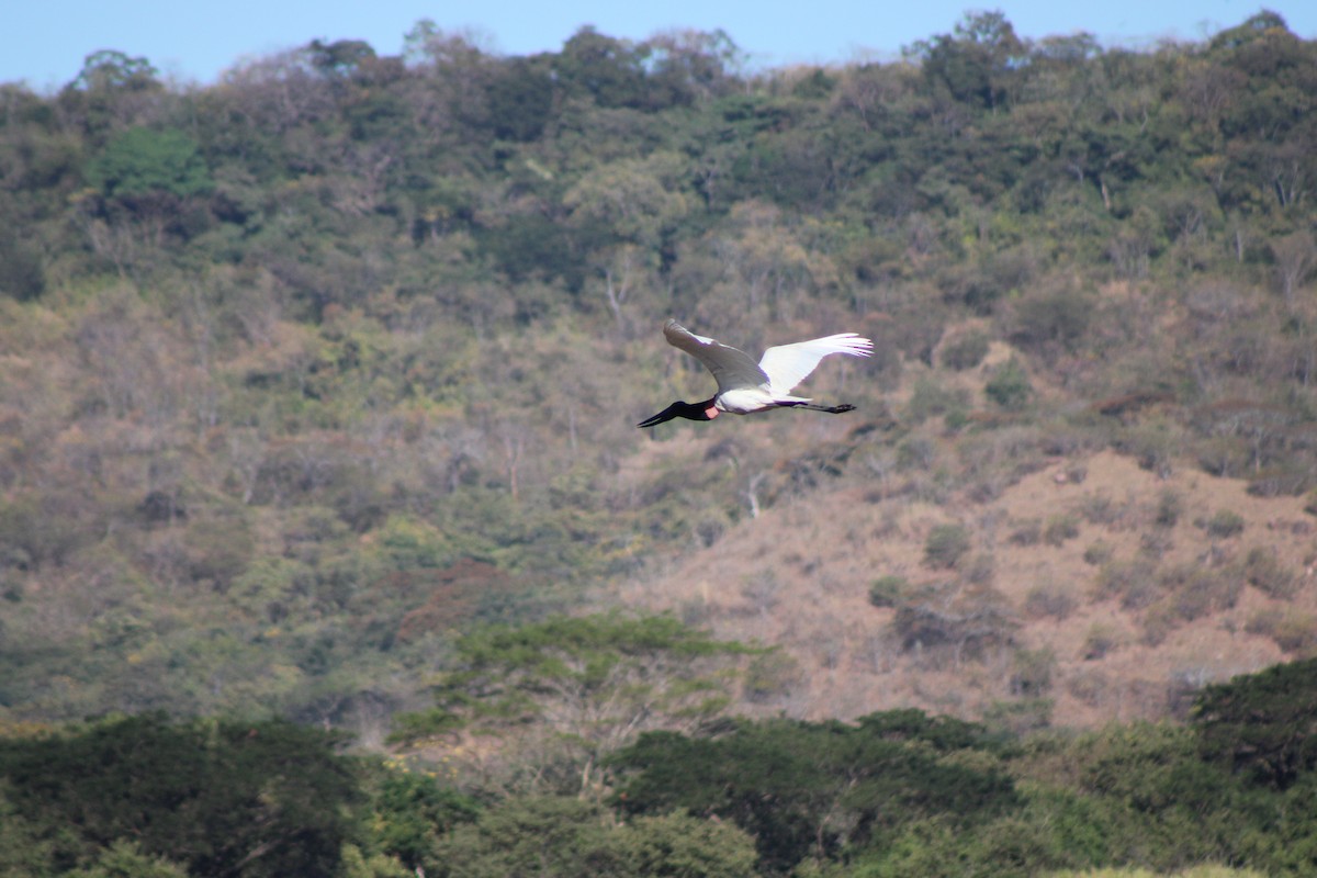 Jabiru - ML648996463