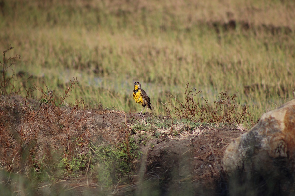 Eastern Meadowlark - ML648996466