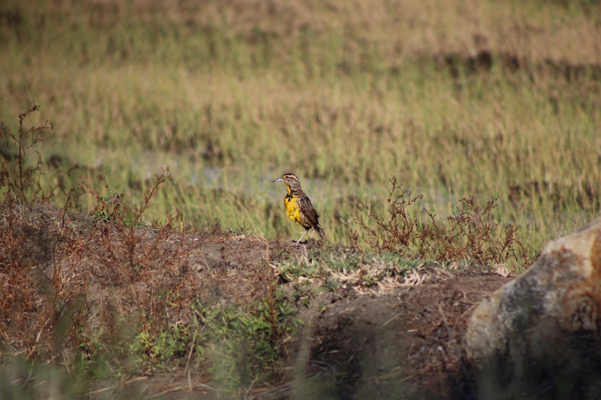 Eastern Meadowlark - ML648996467
