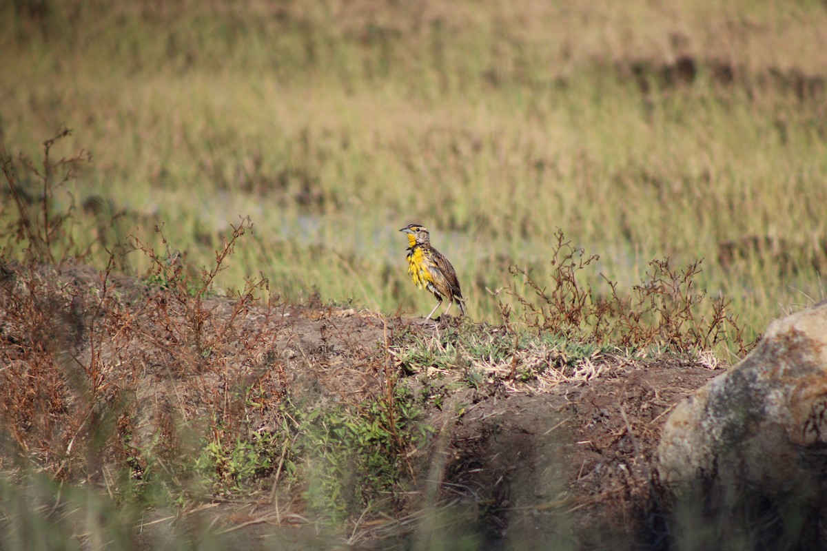 Eastern Meadowlark - ML648996468