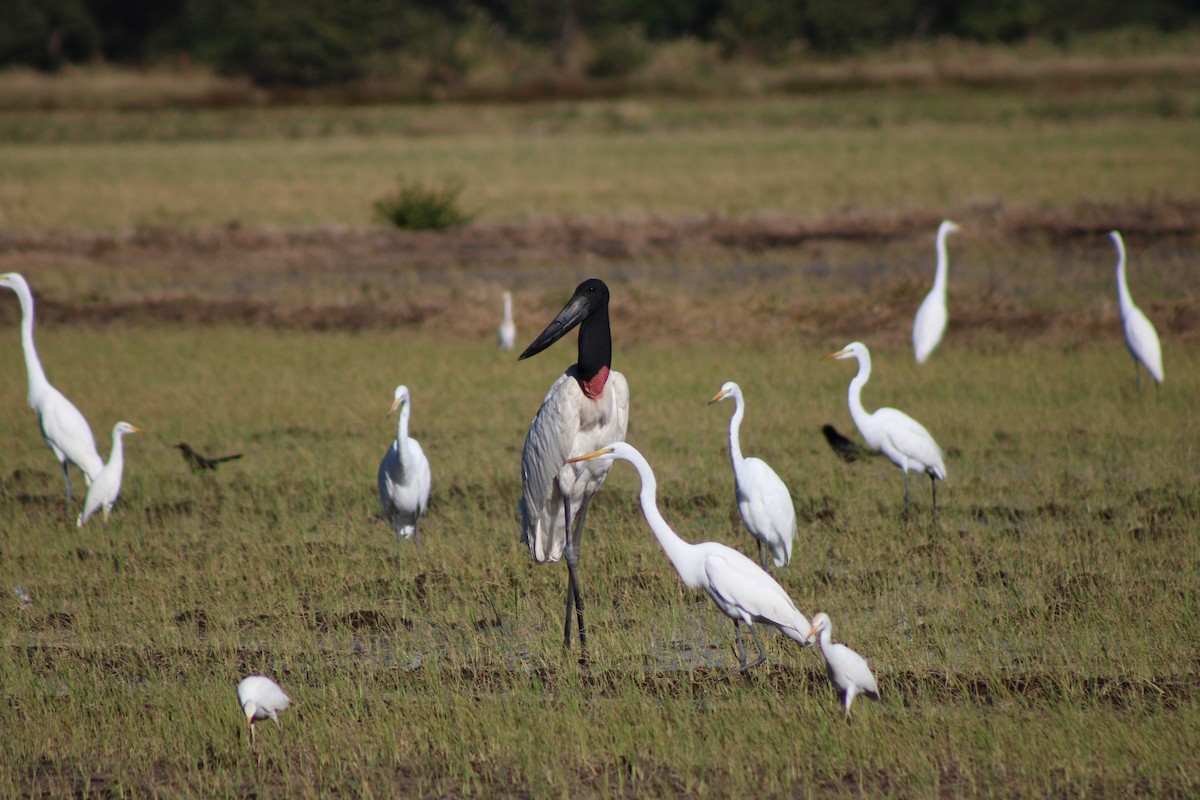 Jabiru - ML648996472