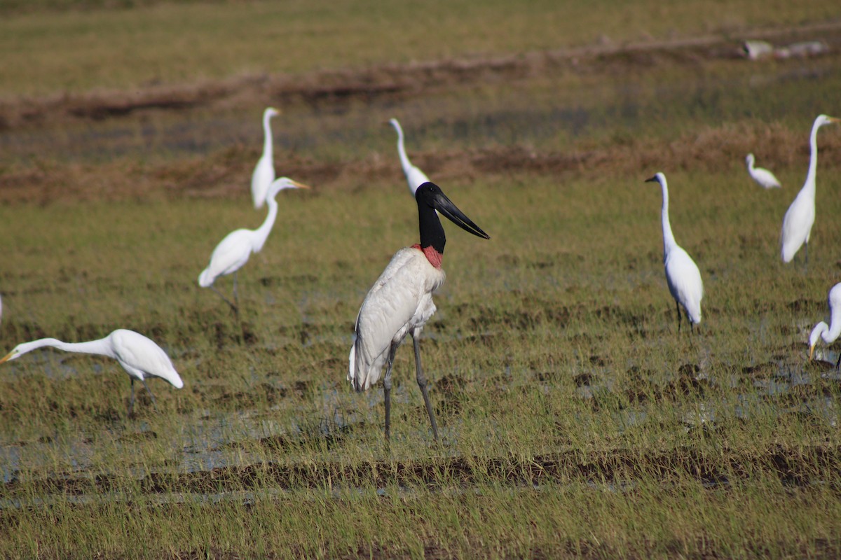 Jabiru - ML648996473