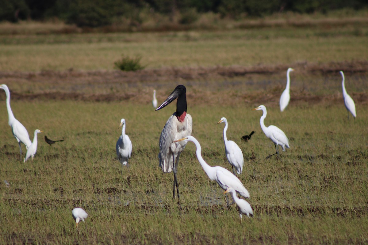 Jabiru - ML648996474
