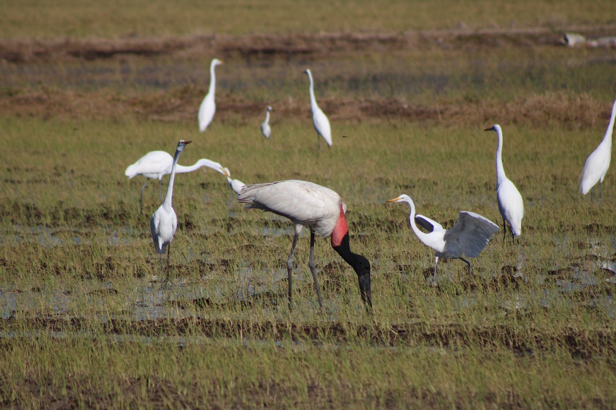 Jabiru - ML648996475