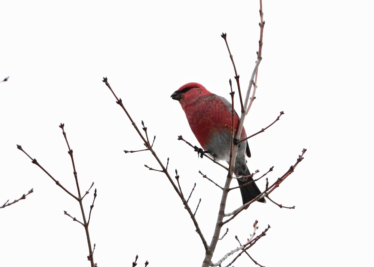 Смеречник тайговий - ML648996482