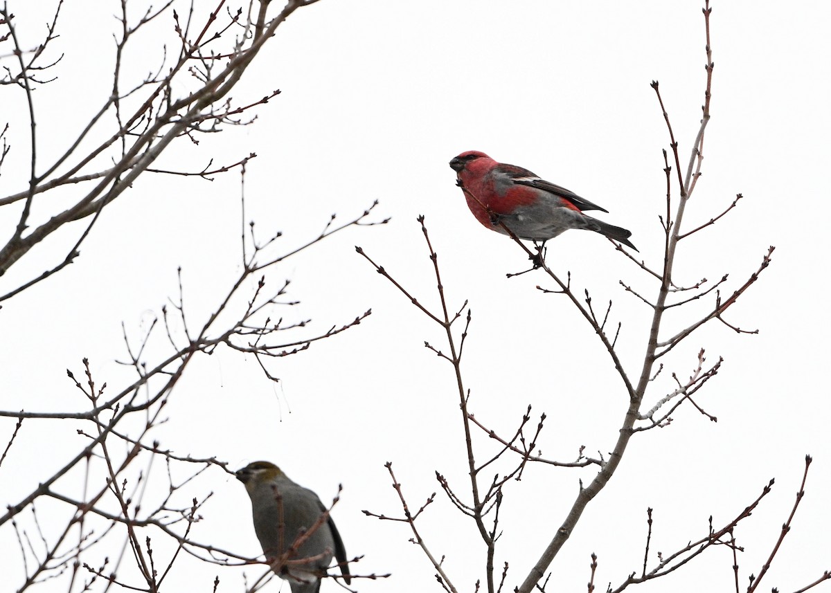 Смеречник тайговий - ML648996492