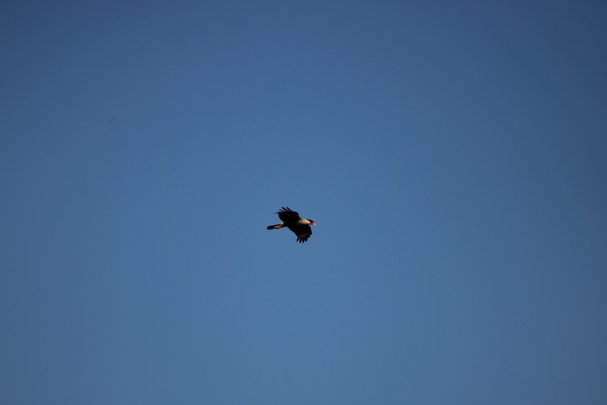 Crested Caracara - ML648996495