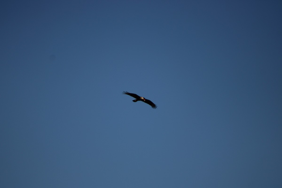 Crested Caracara - ML648996496