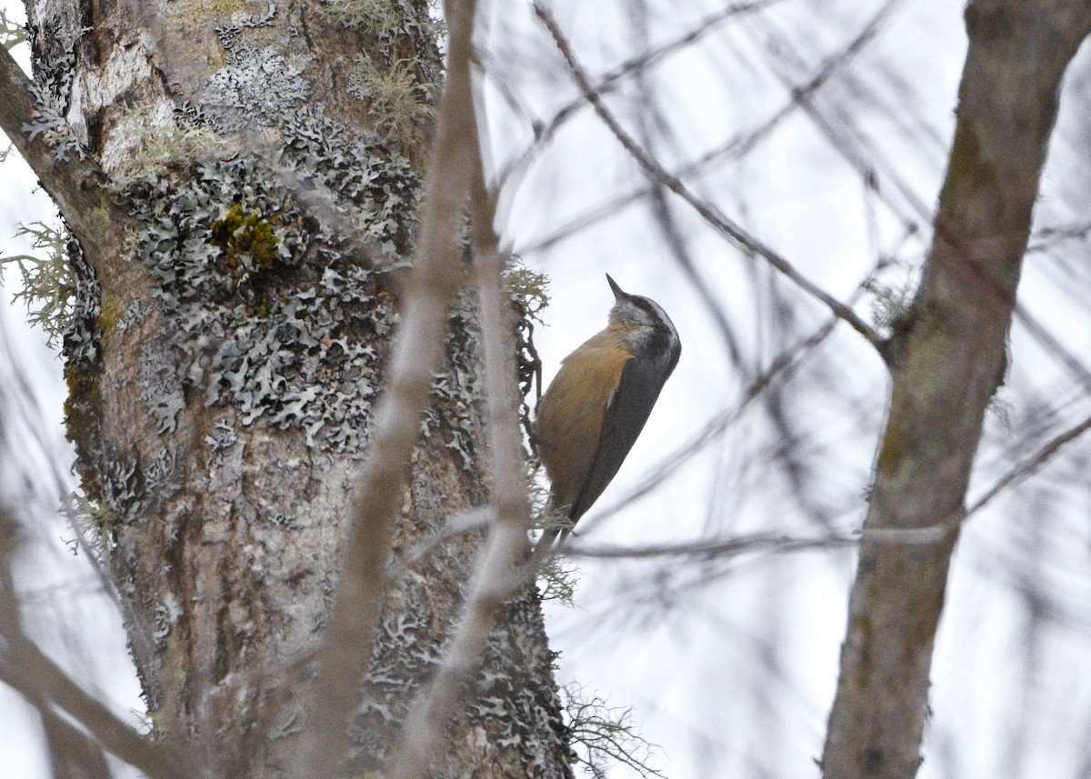 Повзик канадський - ML648996505