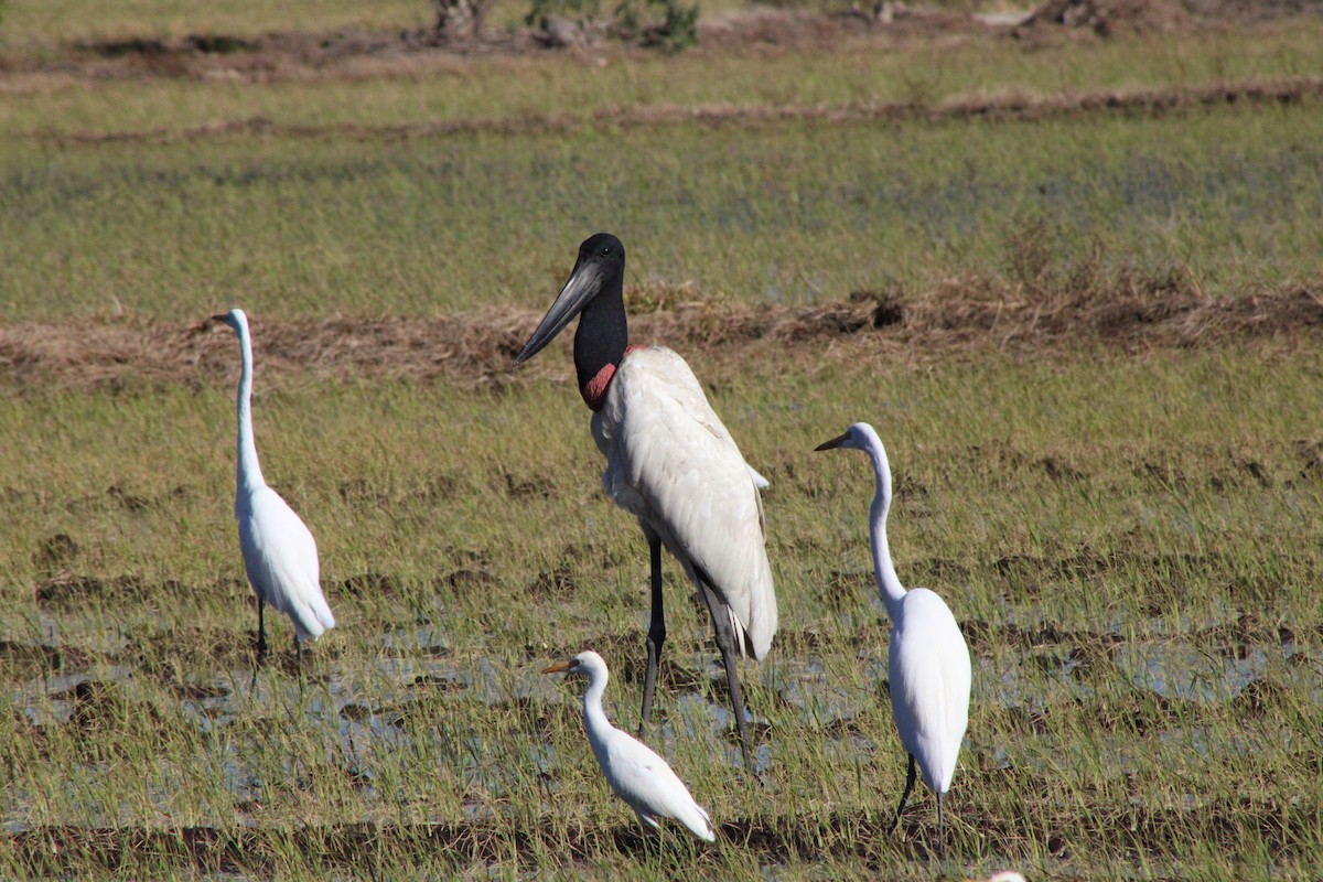 Jabiru - ML648996511