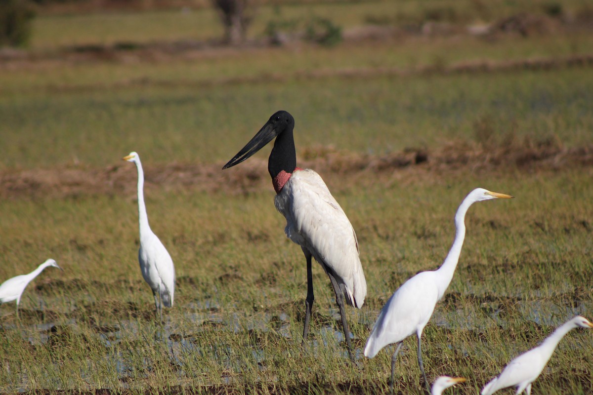 Jabiru - ML648996512
