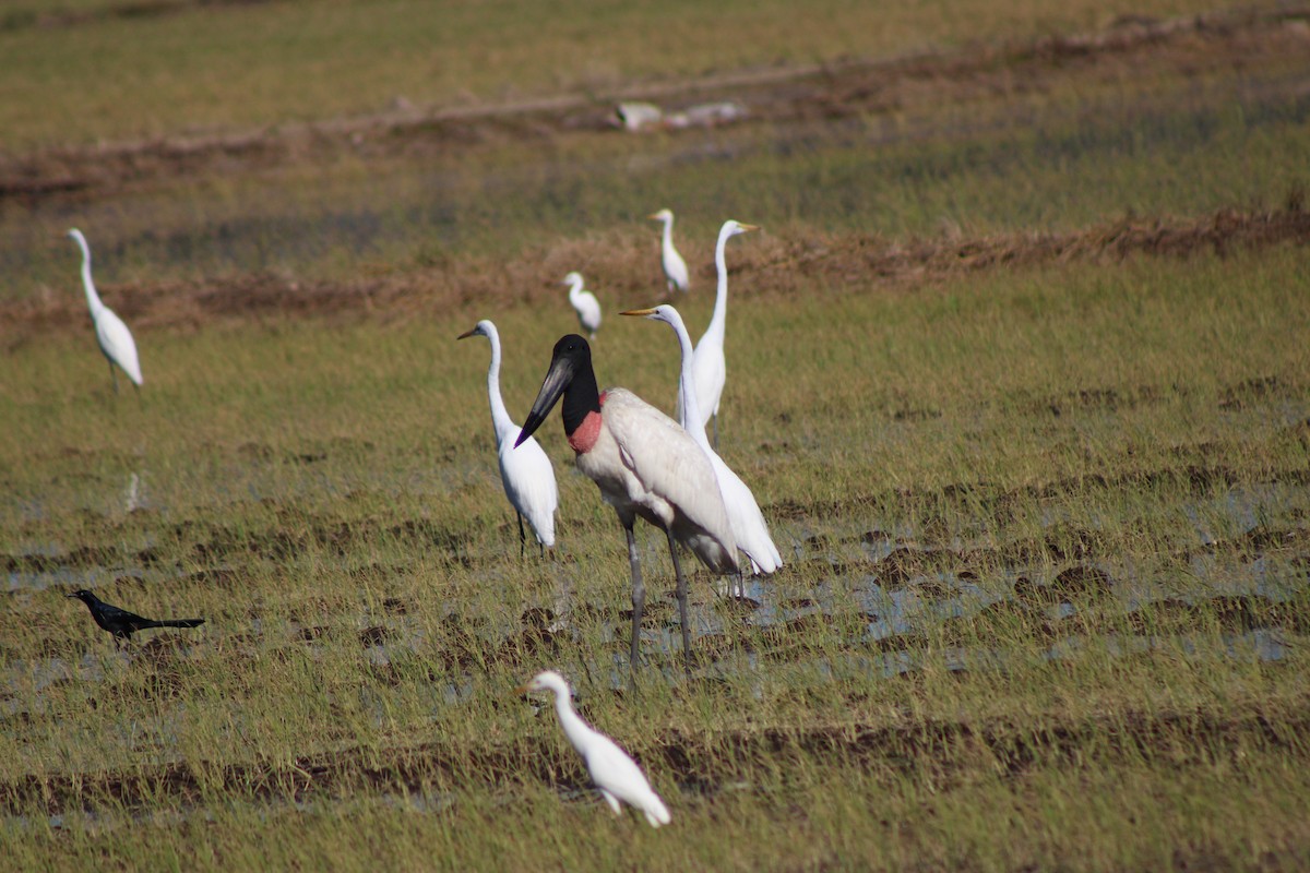 Jabiru - ML648996513