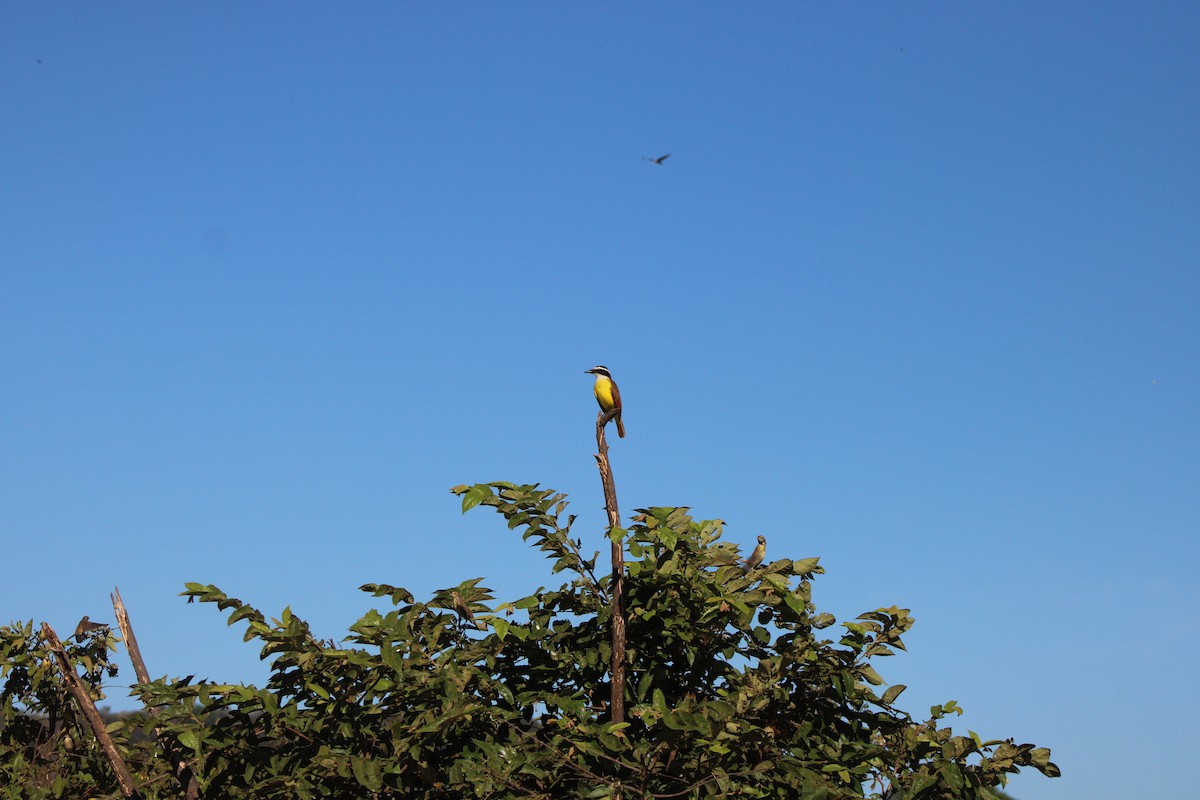 Great Kiskadee - ML648996517