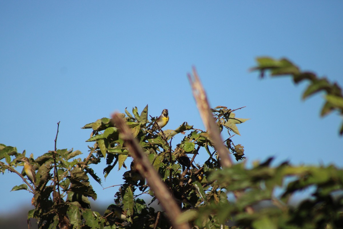 דיקסיסל - ML648996523