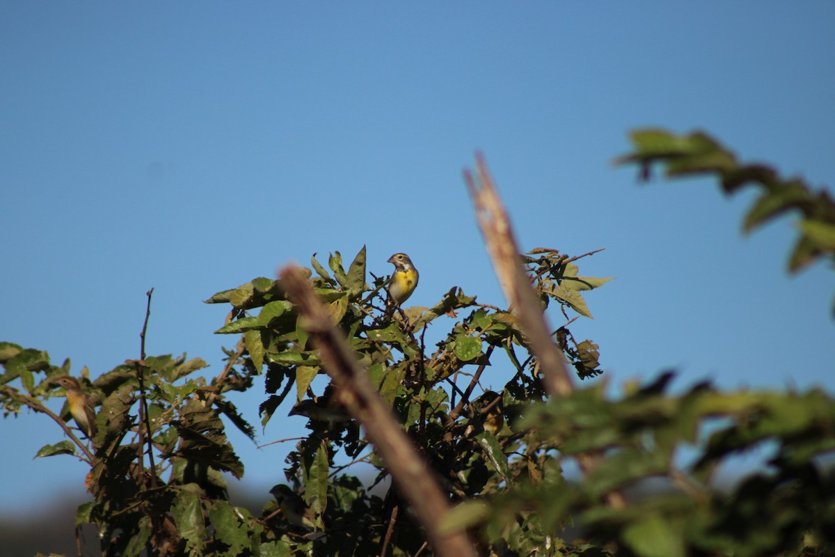 דיקסיסל - ML648996524