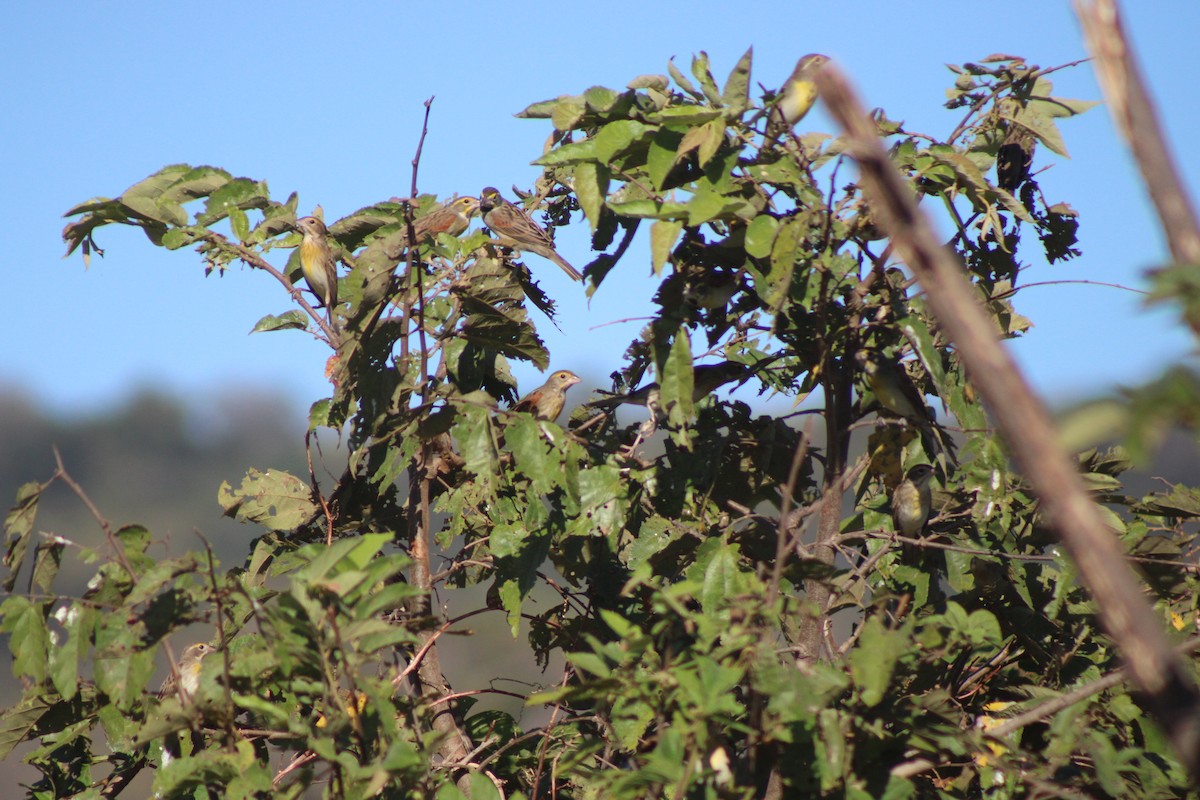 דיקסיסל - ML648996526