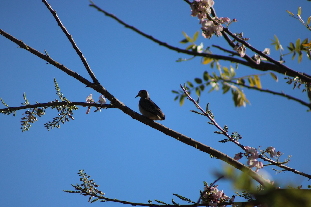 Plain-breasted Ground Dove - ML648996540