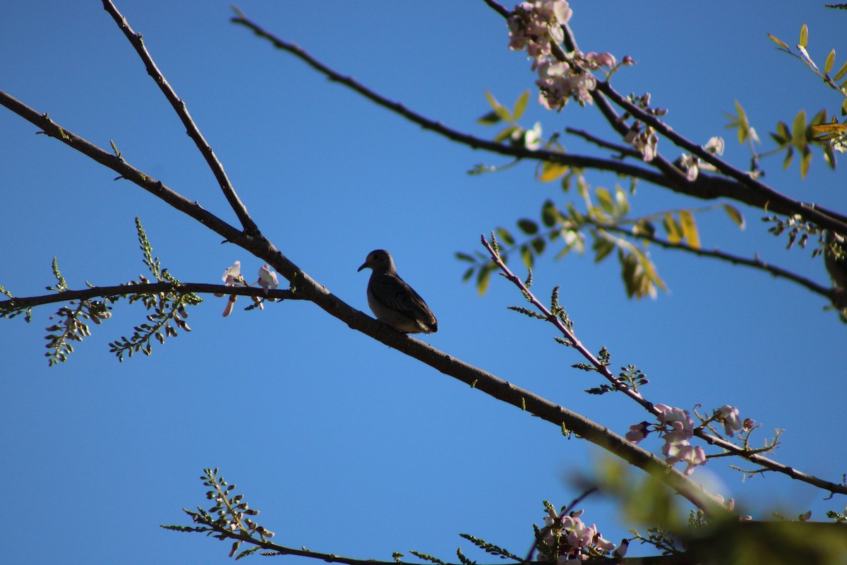 Plain-breasted Ground Dove - ML648996541