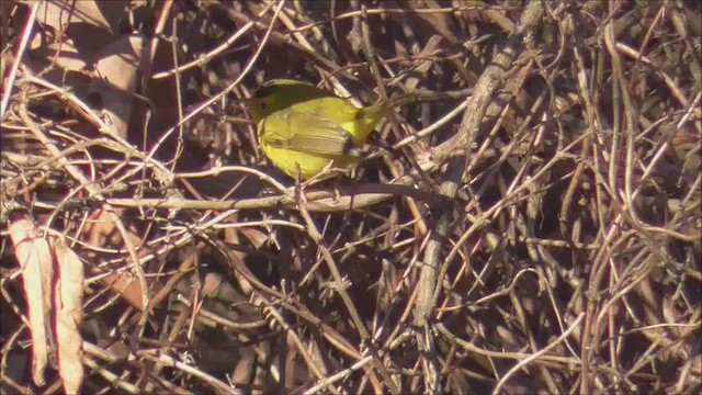 Paruline à calotte noire - ML648996623