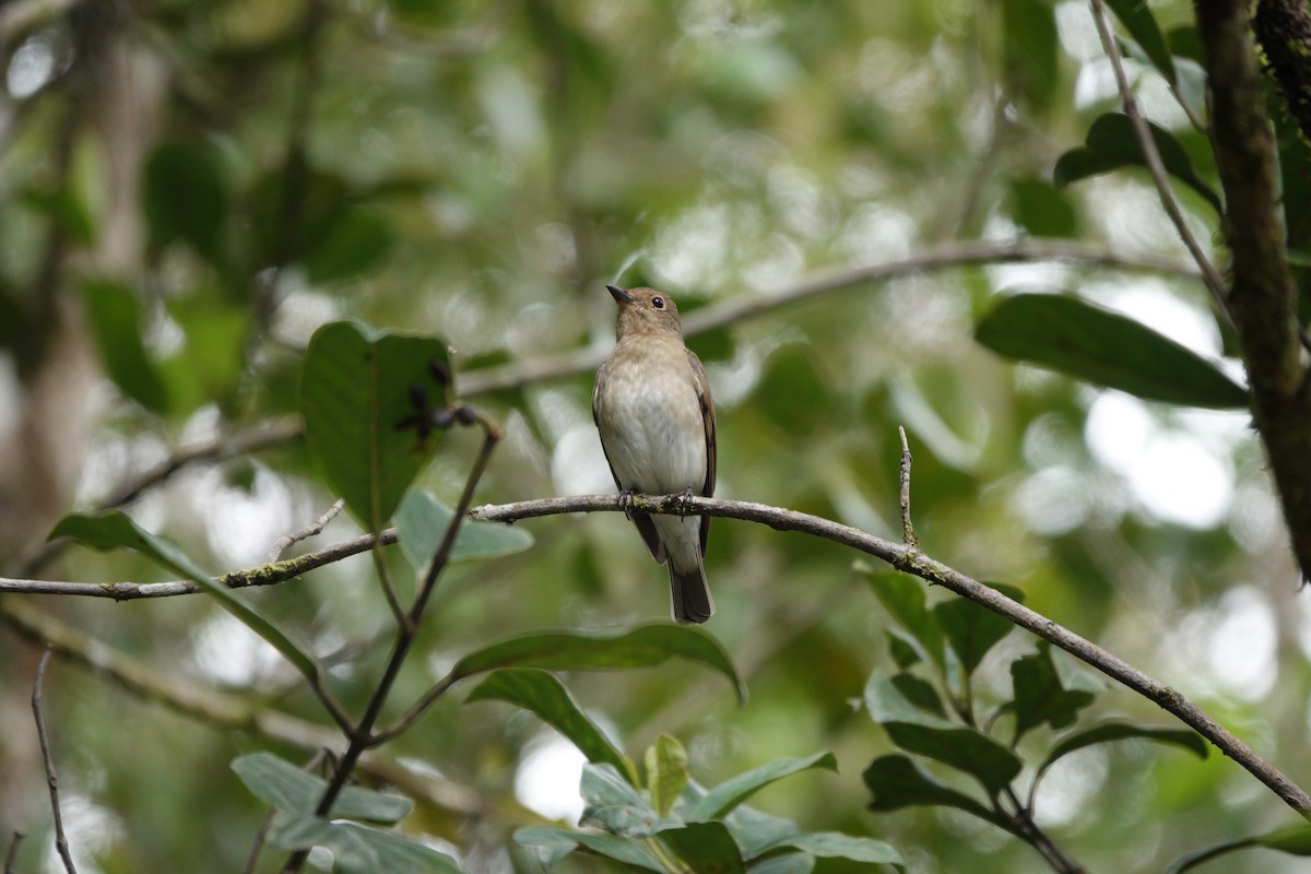 Blue-and-white Flycatcher - ML648996643