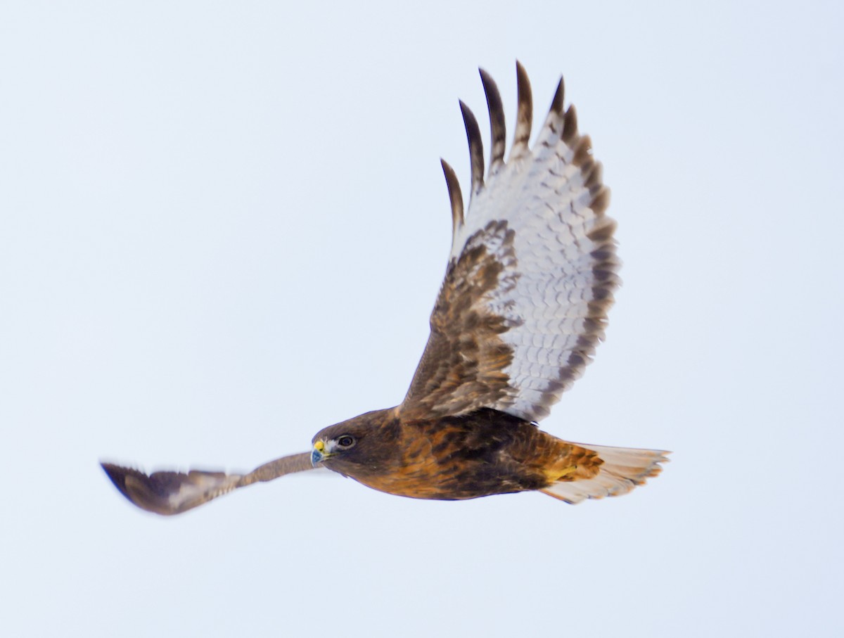 káně rudochvostá - ML648996893