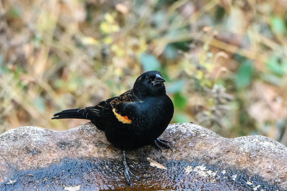 Red-winged Blackbird - ML648996957
