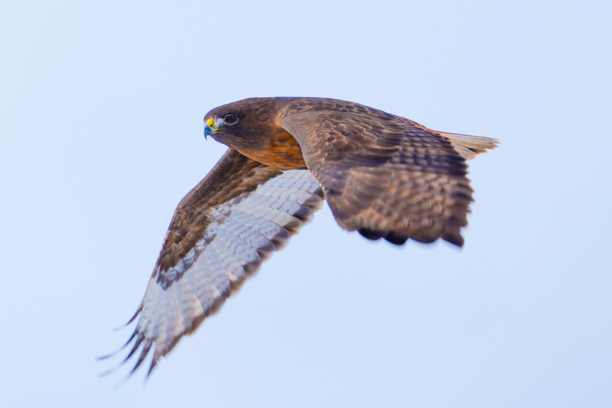 káně rudochvostá - ML648996966