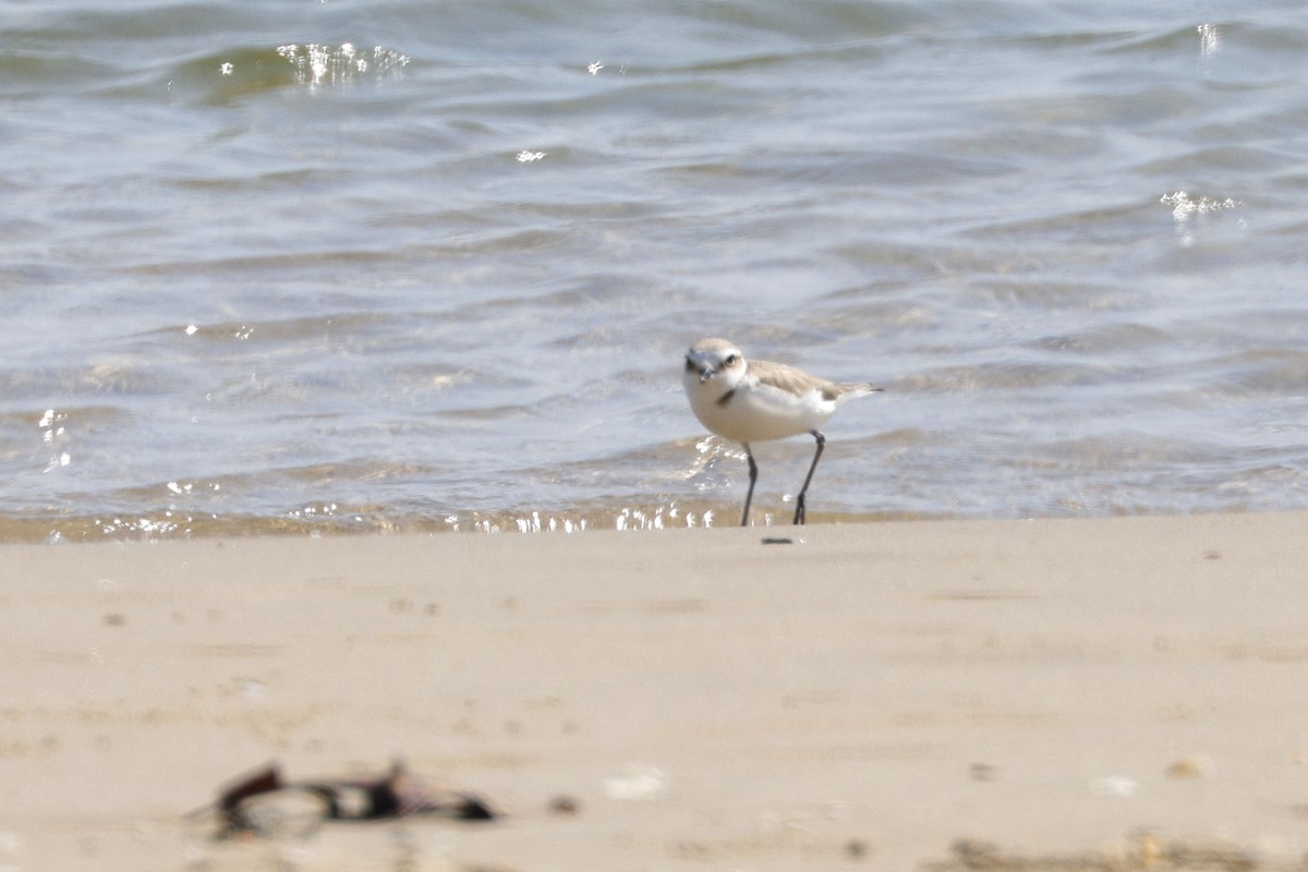 Пісочник морський - ML648997015