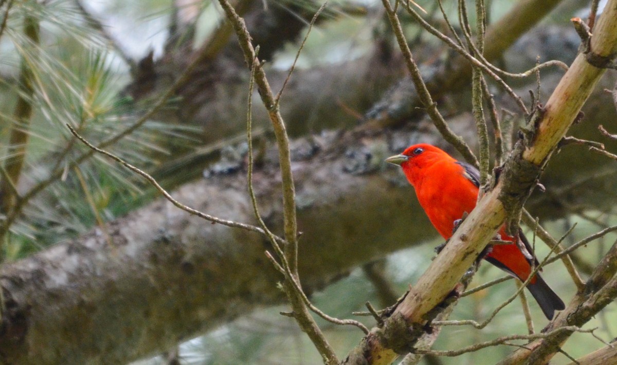 Piranga Escarlata - ML648997021