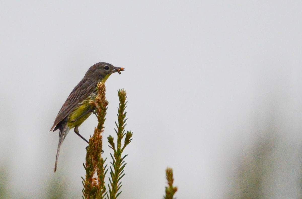 Reinita de Kirtland - ML648997032